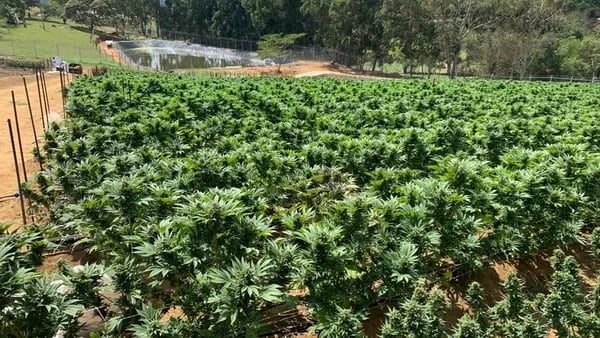 Colombia exportó por primera vez en la historia flor seca de cannabisdfd