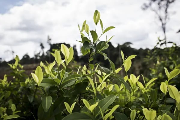 Campos de coca crecen en Colombia. Fotógrafo: Nicolo Filippo Rosso/Bloomberg