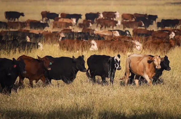 Criação de gado em fazenda na Austrália