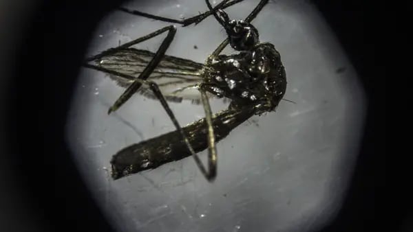 Perú registra el peor brote de dengue: Hay más de 86 mil casos y 121 muertosdfd