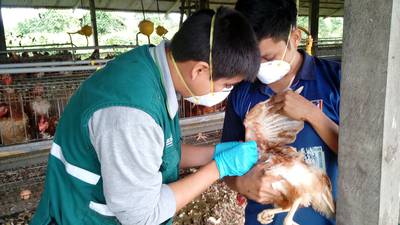 Gripe aviar en Perú: Los detalles de la alerta sanitaria y todo lo que debe saberdfd