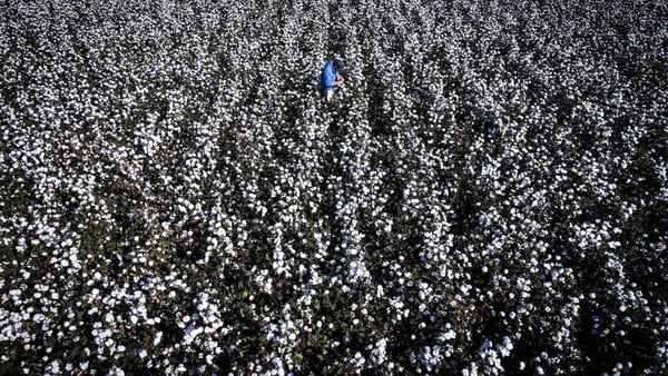 El algodón busca revivir sus años dorados en Colombia con un plan a tres añosdfd