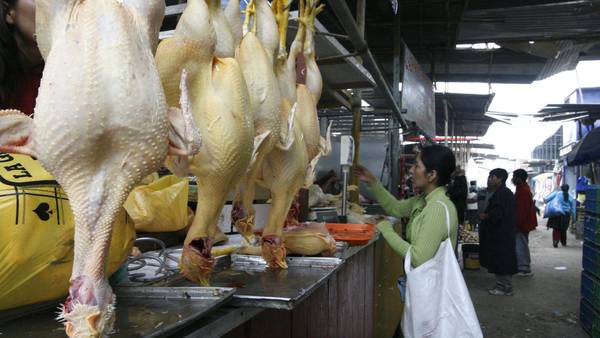Gripe aviar: prohíben venta de aves vivas en Argentina y lo último de la crisisdfd