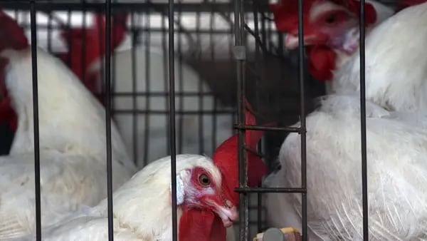 La productora de huevo y pollo ha tenido la intención de deslistarse de la Bolsa Mexicana de Valores desde el año pasado, pero las cosas se complican.