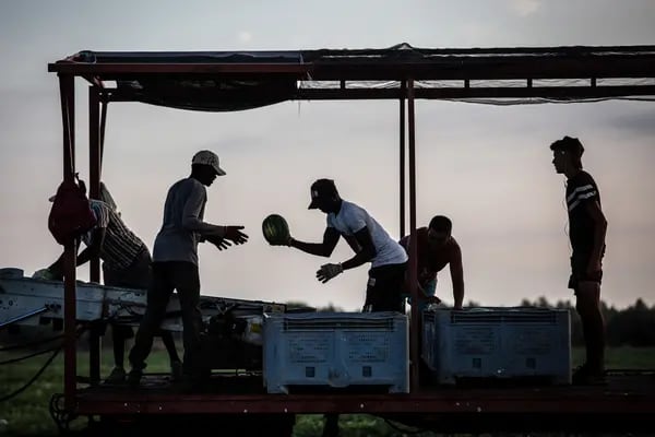 Workers sort harvested watermelons into crates on a farm operated by Agricola Hortebre SL in the Ulldecona district of Tarragona, Spain, on Wednesday, July 20, 2022.