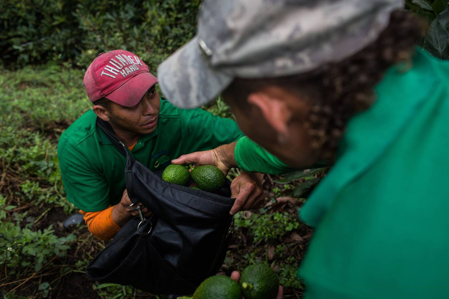 Trabajadores llenan una bolsa con aguacates durante una cosecha en la finca La Regada en Salgar, departamento de Antioquia, Colombia, el lunes 16 de abril de 2018. Fotógrafo: Eduardo Leal/Bloombergdfd