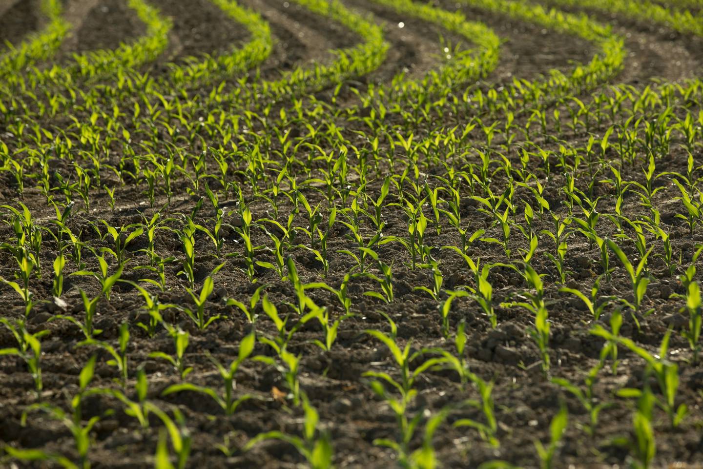 El maíz transgénico podría abrir una nueva disputa comercial entre México y Estados Unidos.