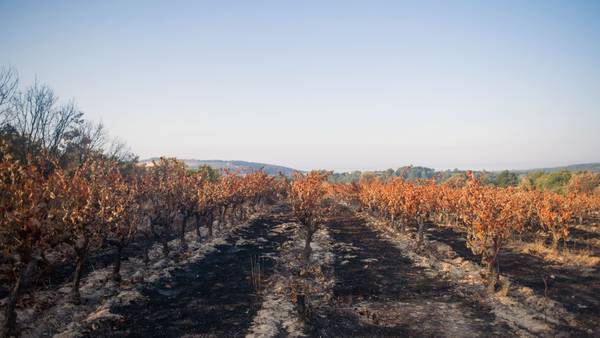 Com seca e onda de calor, incêndios florestais na Europa atingem o maior nível desde 2006dfd
