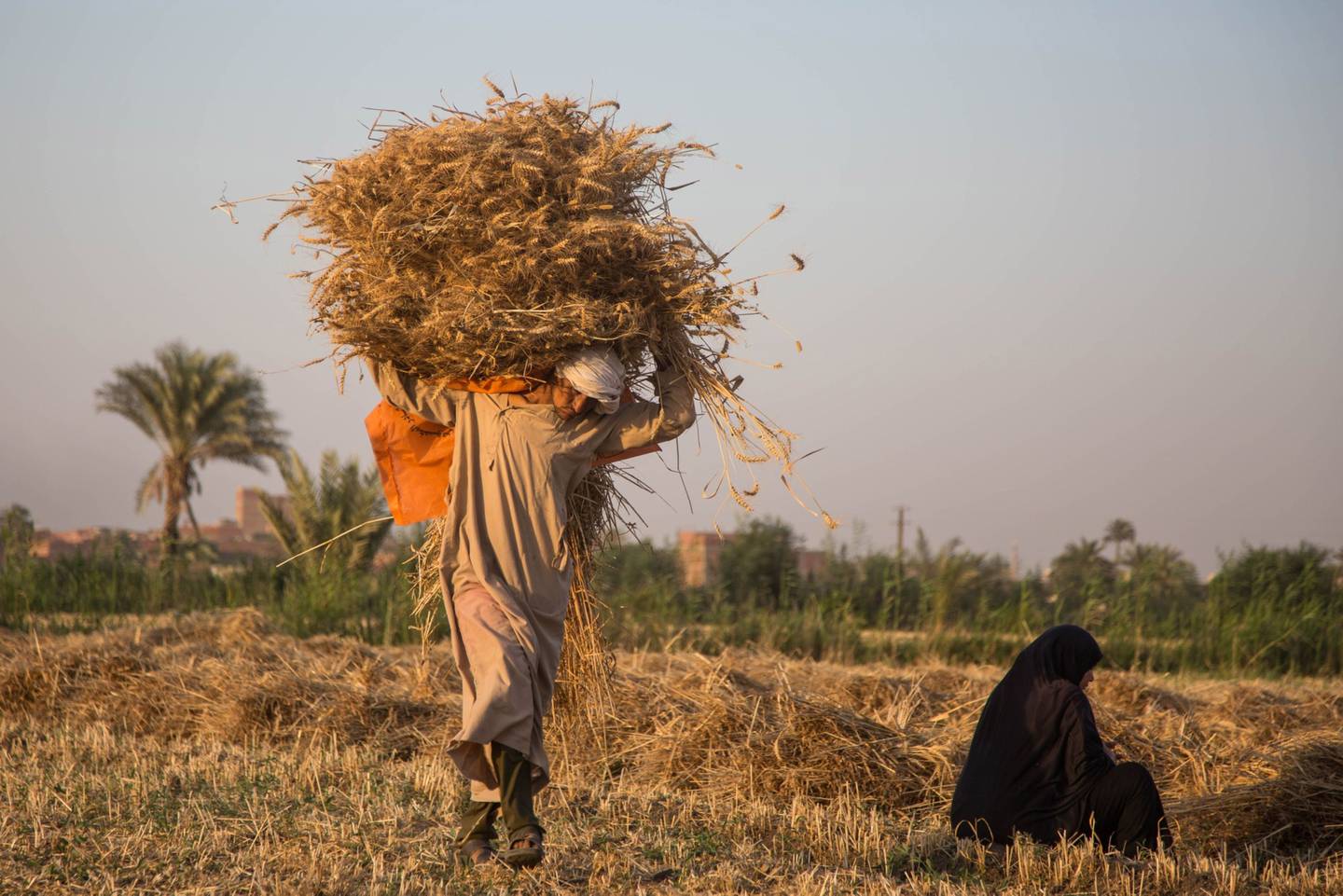 Imagen de una cosecha de trigo en Egipto
