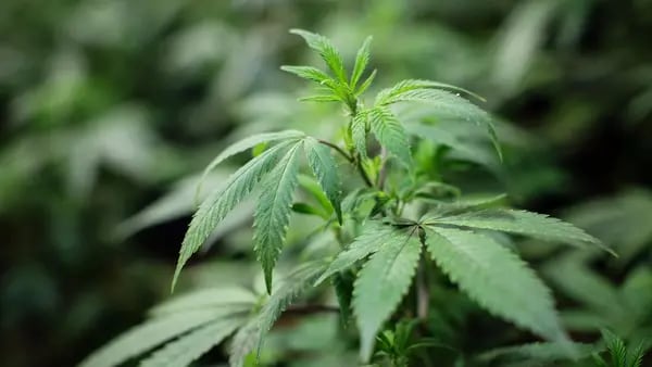 Así llegaron a la industria del cannabis cuatro colombianos que sacuden el negociodfd