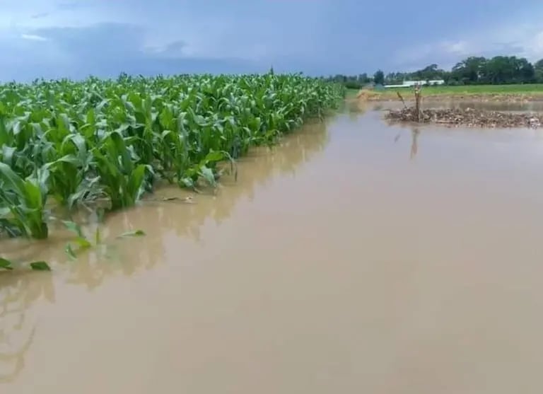 Se reportan cultivos inundados, principalmente de maiz en varios departamentos.dfd