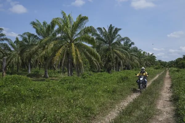 Árboles de aceite de palma en una plantación en Puerto Wilches, departamento de Santander.