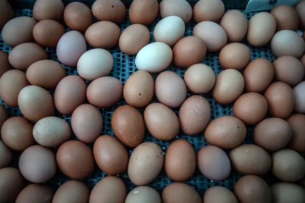 Huevos a lo largo de una cinta transportadora en la granja de huevos ecológicos OiloBide en Ordua, en la provincia de Bizkaia (España), el jueves 26 de agosto de 2021.