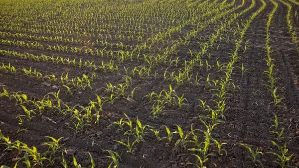 Maior empresa de fertilizantes do mundo mira em aquisições no Brasil, diz CEOdfd