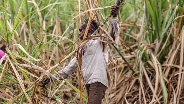 EE.UU. encuentra condiciones de trabajo injustas en la industria azucarera de RDdfd