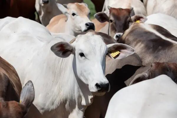 Seis varejistas europeias suspendem compra de carne brasileira por desmatamento