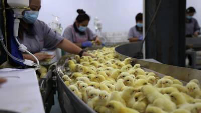 El brote mundial de gripe aviar deja a China con escasez de pollitosdfd