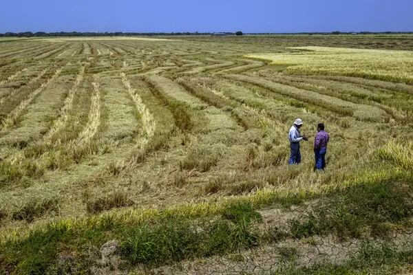Escassez global de fertilizantes aumenta demanda por esterco