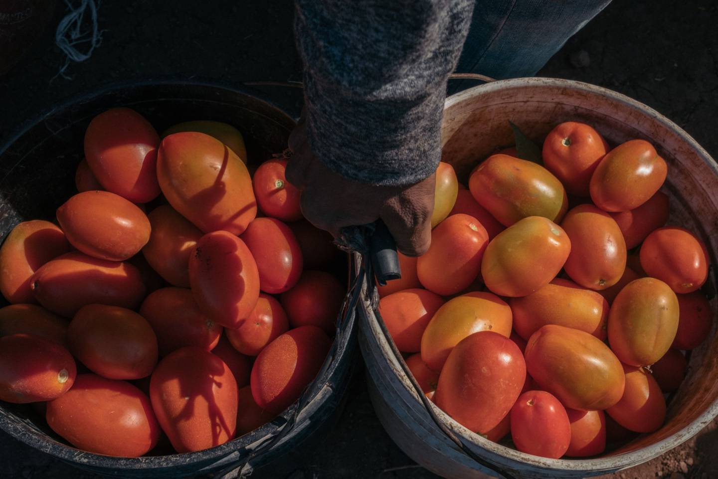 Un hombre lleva cubetas de tomates maduros. Fotógrafo: Jeoffrey Guillemard/Bloomberg