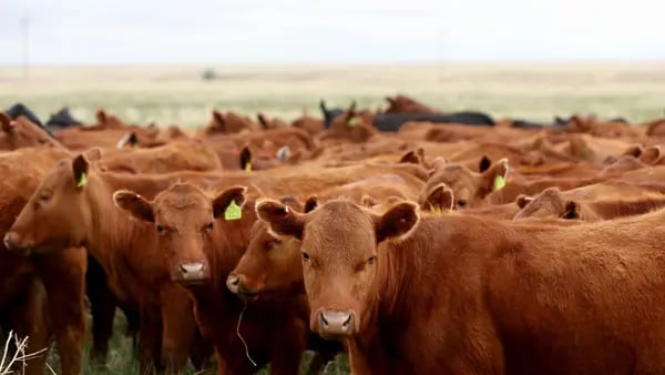Gripe aviária eleva preocupações para os setores de carne e de leite nos EUAdfd