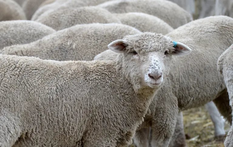 Argentina lidera el mercado de la lana premium.dfd