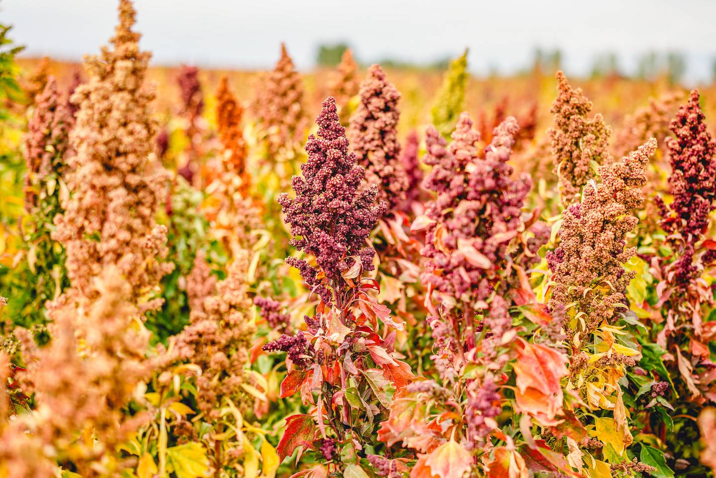 How ‘tropical’ quinoa could solve Bolivia’s food shortage