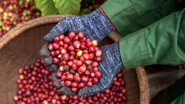 Clima seco ameaça a produção global de café e preocupa empresas como a Nestlédfd