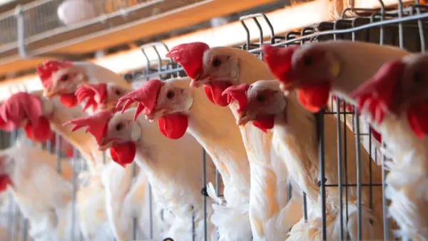 Influenza aviar: Centroamérica redobla medidas sanitarias ante brote regionaldfd