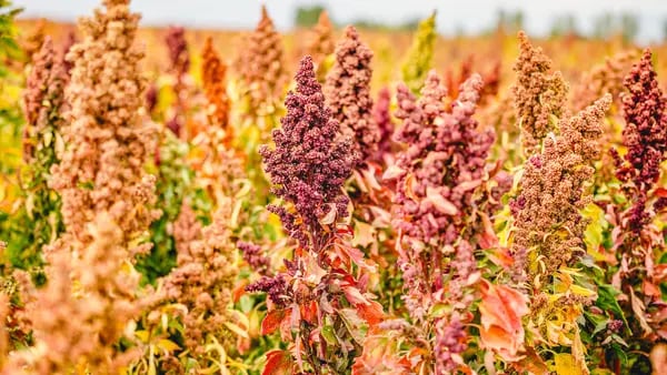 How ‘Tropical’ Quinoa Could Solve Bolivia’s Food Shortagedfd