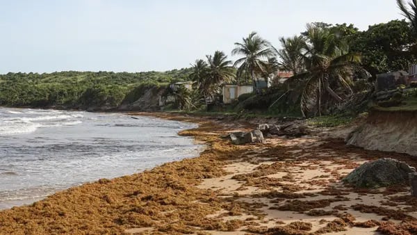 Fotos: algas gigantes de ‘Sargassum’ invaden las costas de EE.UU. y Méxicodfd