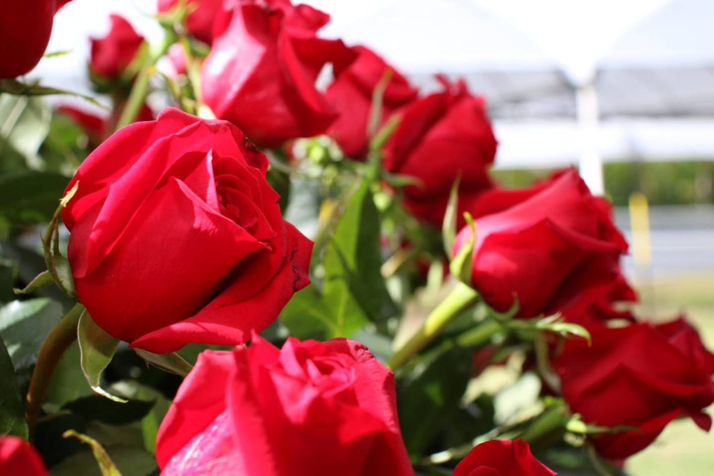 Flowers make up Ecuador's fourth-largest export product.
