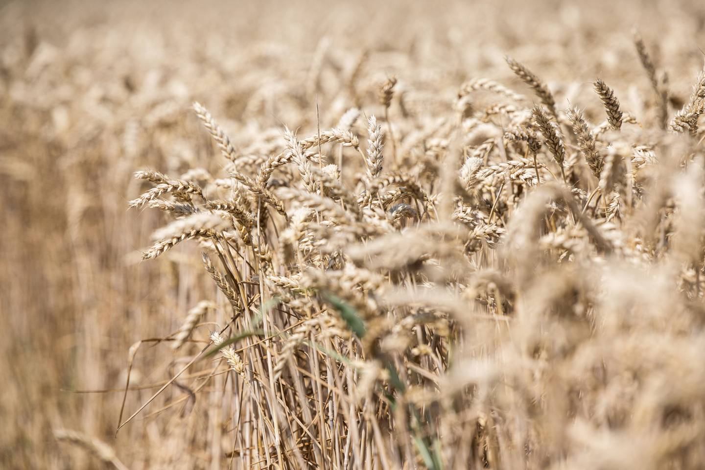 Espigas de trigo en una granja operada por Lajoskomarom Gyozelem Kft en Lajoskomarom, Hungría, el lunes 11 de julio de 2022.