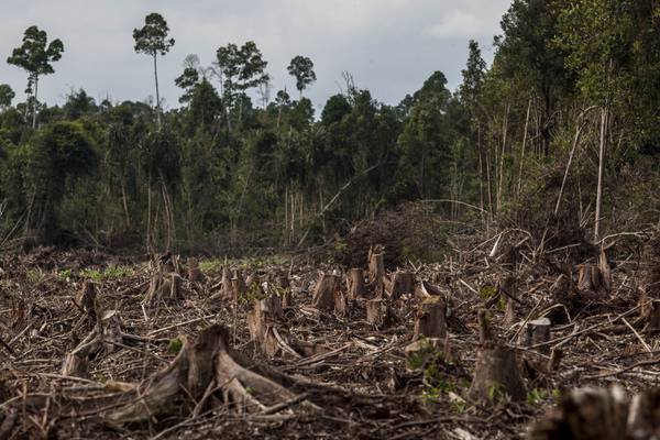 Bancos brasileños negarán crédito a frigoríficos vinculados a deforestación amazónicadfd