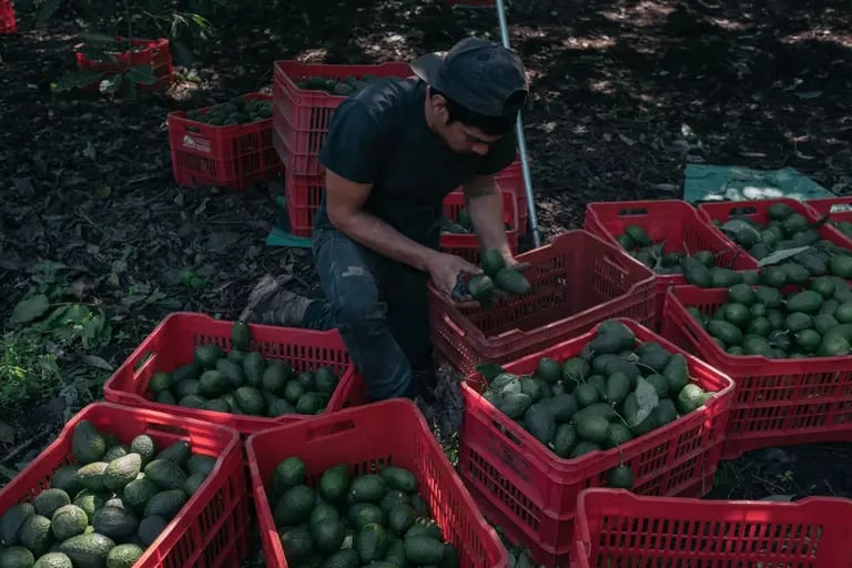 A worker places avocados in crates during a harvest at a farm near Perivan, Michoacán state, Mexico, on Friday, Sept. 24, 2021. The avocado industry is worth $2.4 billion annually, it pays workers as much as 12 times Mexico's minimum wage, and offers high profit margins for local landowners.  Over three-quarters of Mexico's production comes from the state of Michoacan. Photographer:  Jeoffrey Guillemard/Bloombergdfd