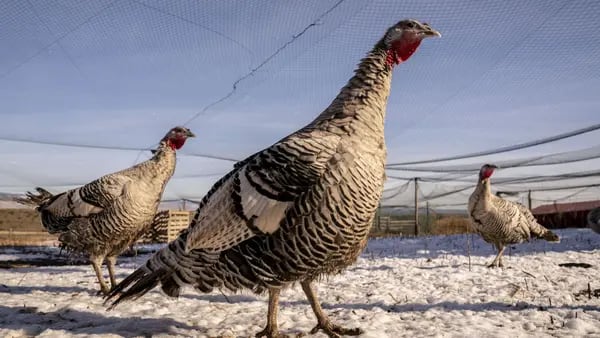EE.UU. amplía vigilancia de gripe aviar tras brote en granja de pavosdfd