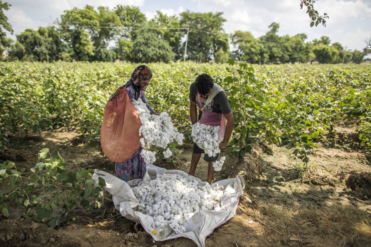Farmers empty bags of hand-picked cotton bolls in Haryana, India. Labor practices are hard to police in the remote fields where much of it is grown. Photographer: Prashanth Vishwanathan/Bloombergdfd