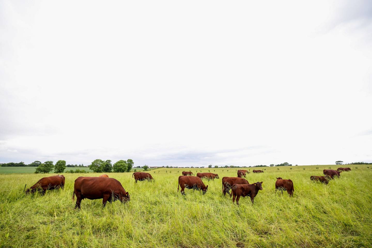 Vacas pastan en un campo en una granja ganadera