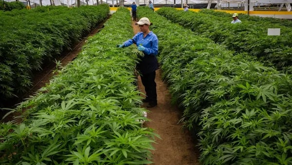 Exportaciones de cannabis colombiano se disparan: ¿qué productos vende y a dónde?dfd