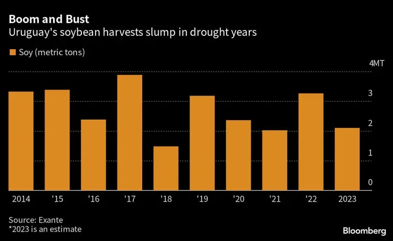 Las cosechas de soja de Uruguay caen bruscamente en los años de sequía. dfd