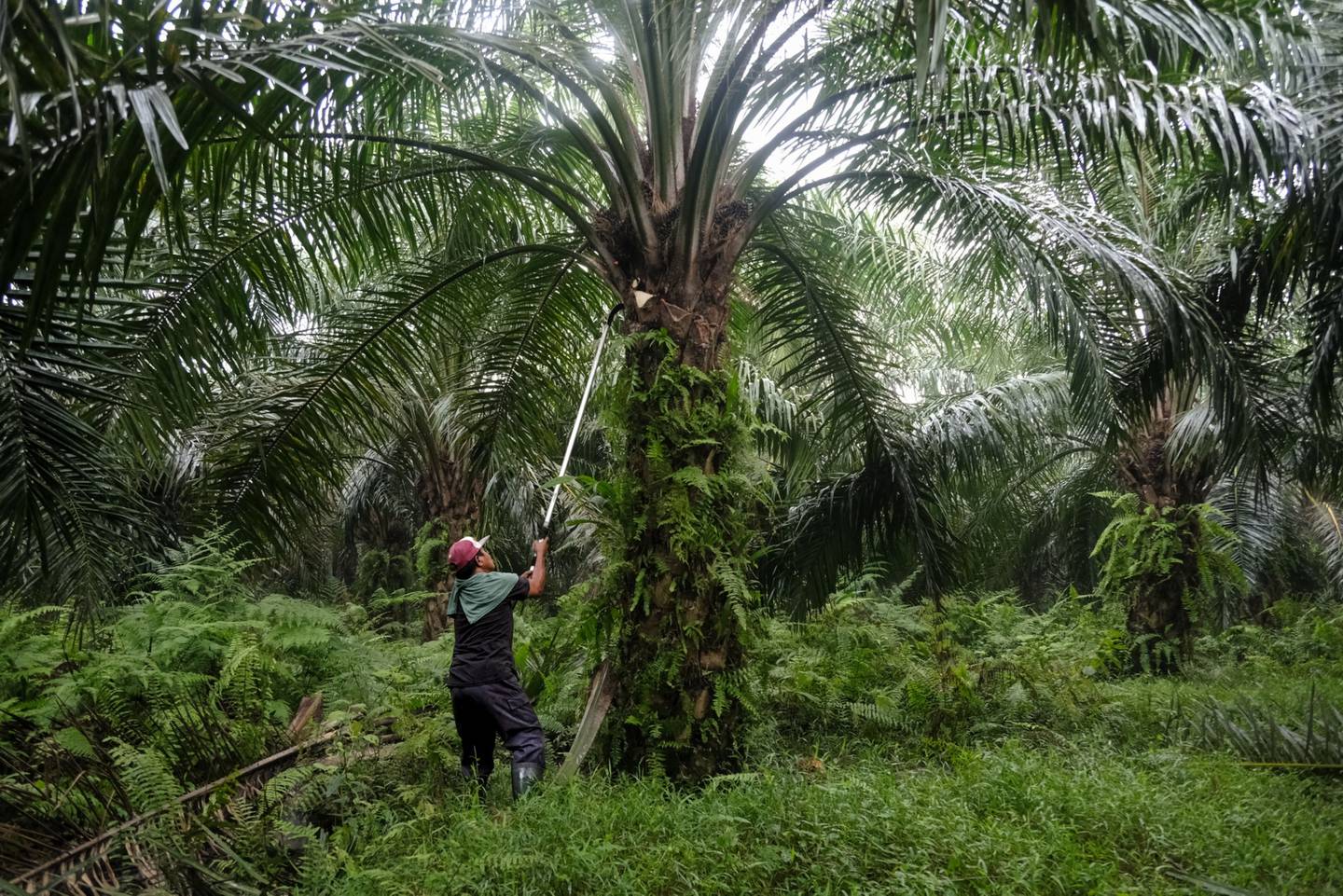 A worker uses a motorized harvesting sickle to cut a palm oil fruit bunch from a tree at a plantation in Kapar, Selangor, Malaysia, on Tuesday, Jan. 11, 2022. Palm oil swung between gains and losses as investors weighed weaker demand for the tropical oil against tighter supplies amid weather and labor problems in No. 2 grower Malaysia. Photographer: Samsul Said/Bloombergdfd