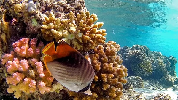 Para este veterano do private equity, crise dos corais é oportunidade de investimento dfd