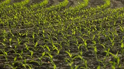 Plantio da segunda de milho avança com clima favorável, mas colheita da primeira safra ainda sofre com seca