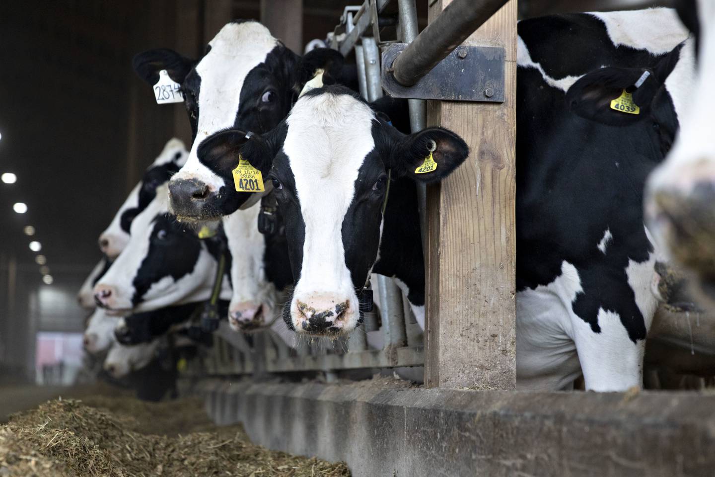 Vacas lecheras en un establo de la granja Stone-Front en Lancaster, Wisconsin, Estados Unidos, el jueves 23 de abril de 2020