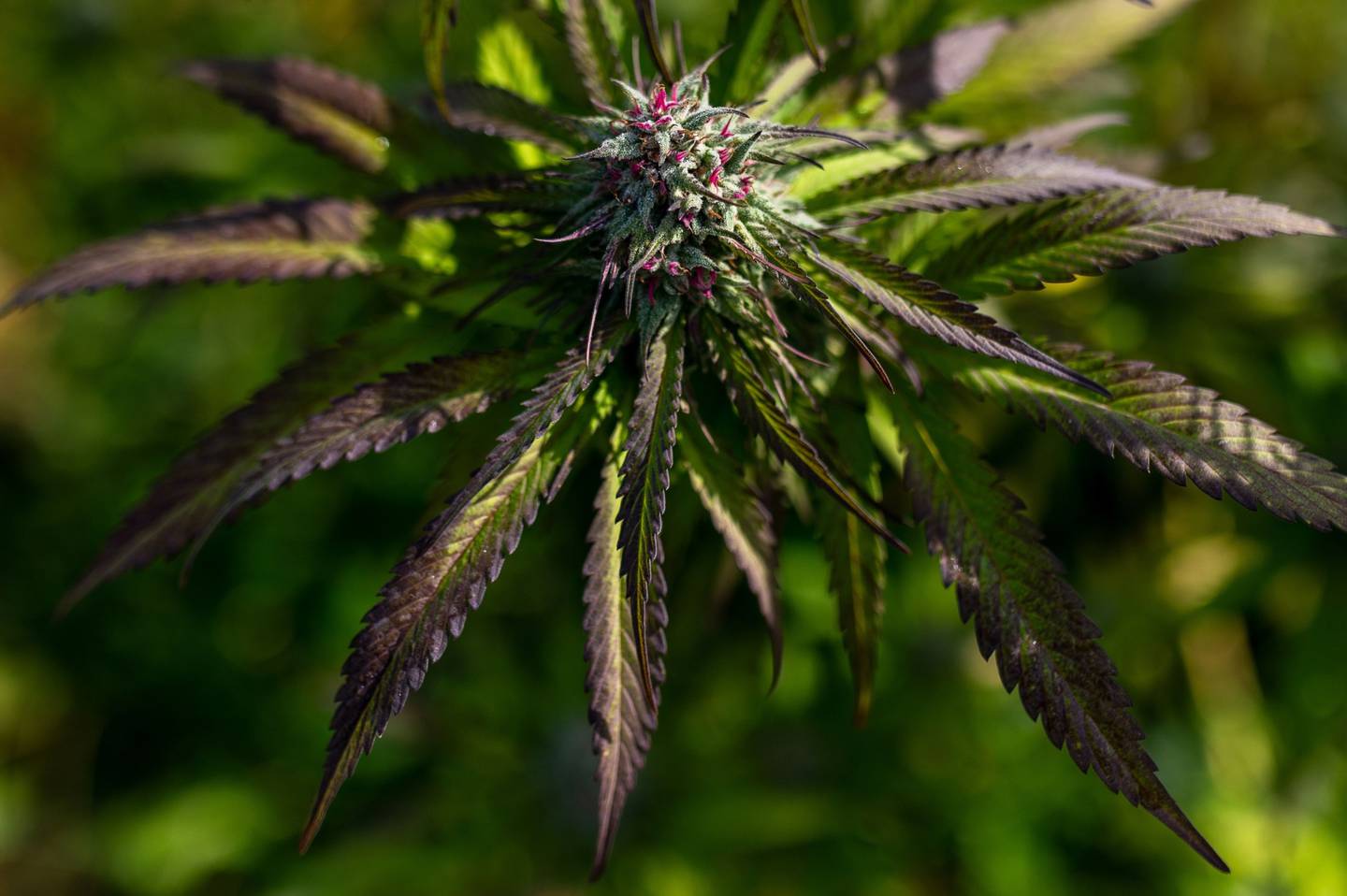 A cannabis plant growing in the Dabble Cannabis Co. plantation near Duncan in British Columbia.