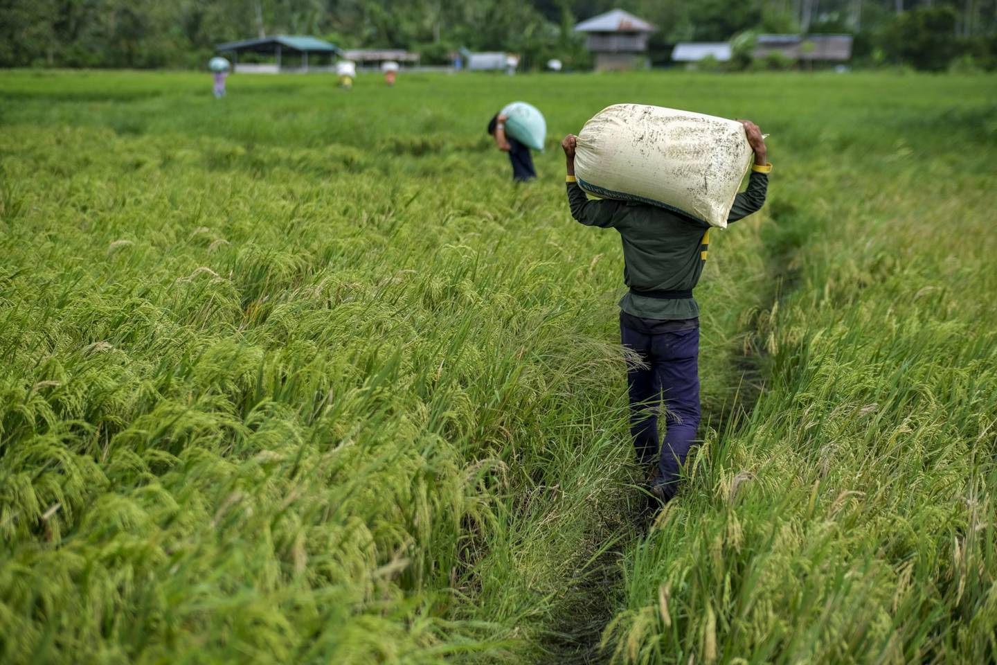 Trabajadores llevan sacos de arroz cosechado en una granja del distrito de San Antonio, provincia de Quezón, Filipinas, el lunes 11 de octubre de 2021.