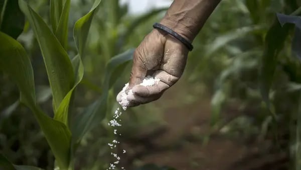 Crisis de fertilizantes en Perú, una amenaza muy cercana: ¿Cómo enfrentarla?dfd